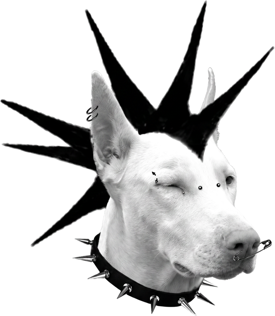 Chien blanc à crête noire et collier à pointes, création Le Labo Noir